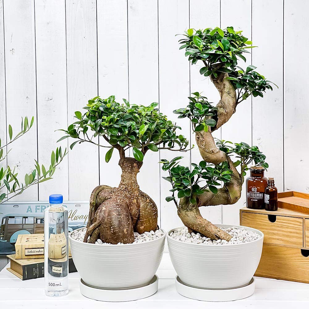 Amazon.co.jp: PLANCHU 観葉植物 ガジュマル 昇り竜＆太幹 2鉢セット 8